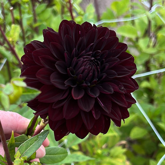 Dahlia Sturm Dark Pearl