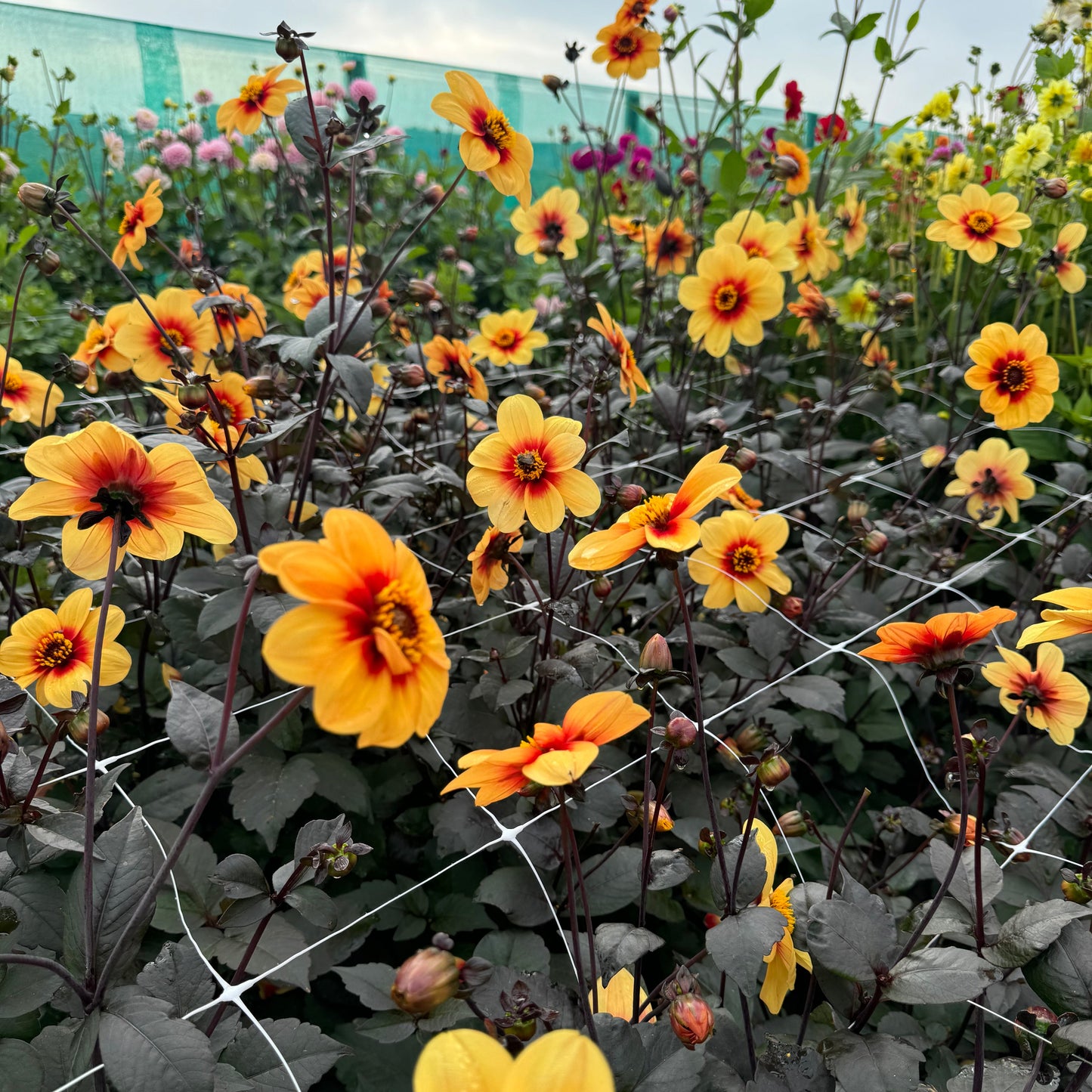 Dahlia Sunshine