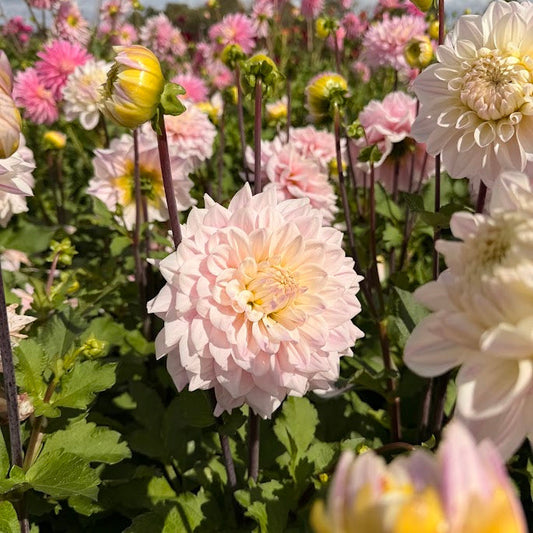 Dahlia Sweet September Nyhet!