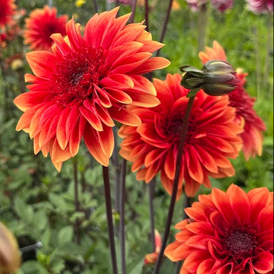 Dahlia Teun Nyhet!