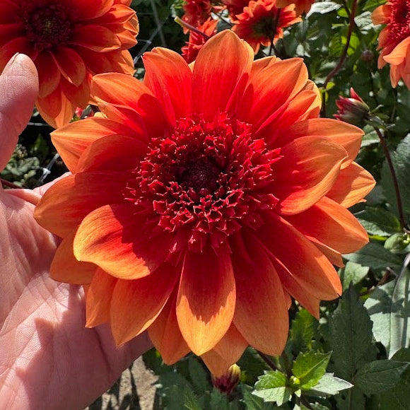 Dahlia Teun Nyhet!