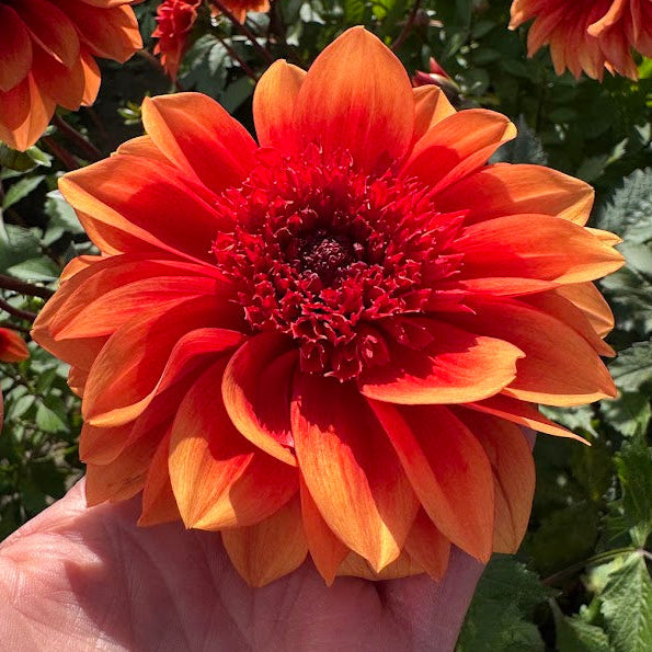 Dahlia Teun Nyhet!