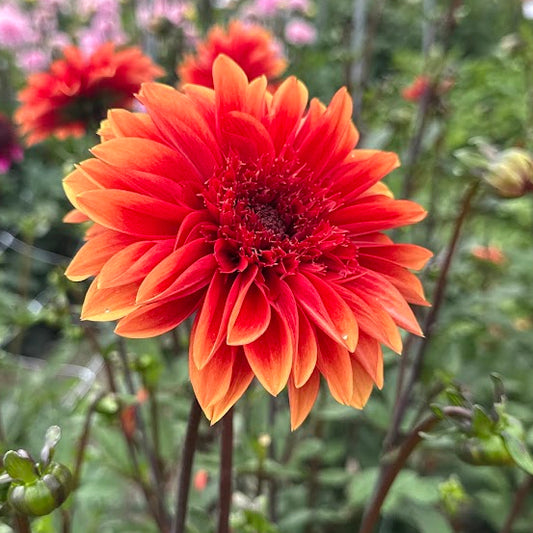 Dahlia Teun Nyhet!