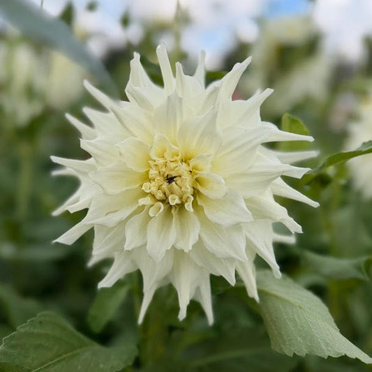 Dahlia Titan Albino Nyhet!