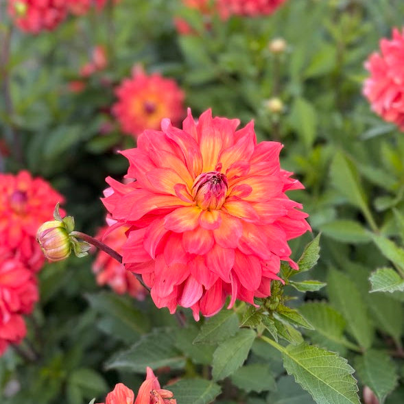 Dahlia Titan Lighthouse Nyhet!