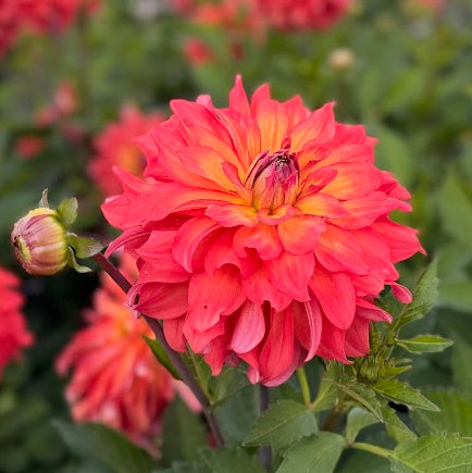 Dahlia Titan Lighthouse Nyhet!