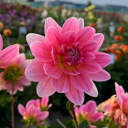 Dahlia Twiggy