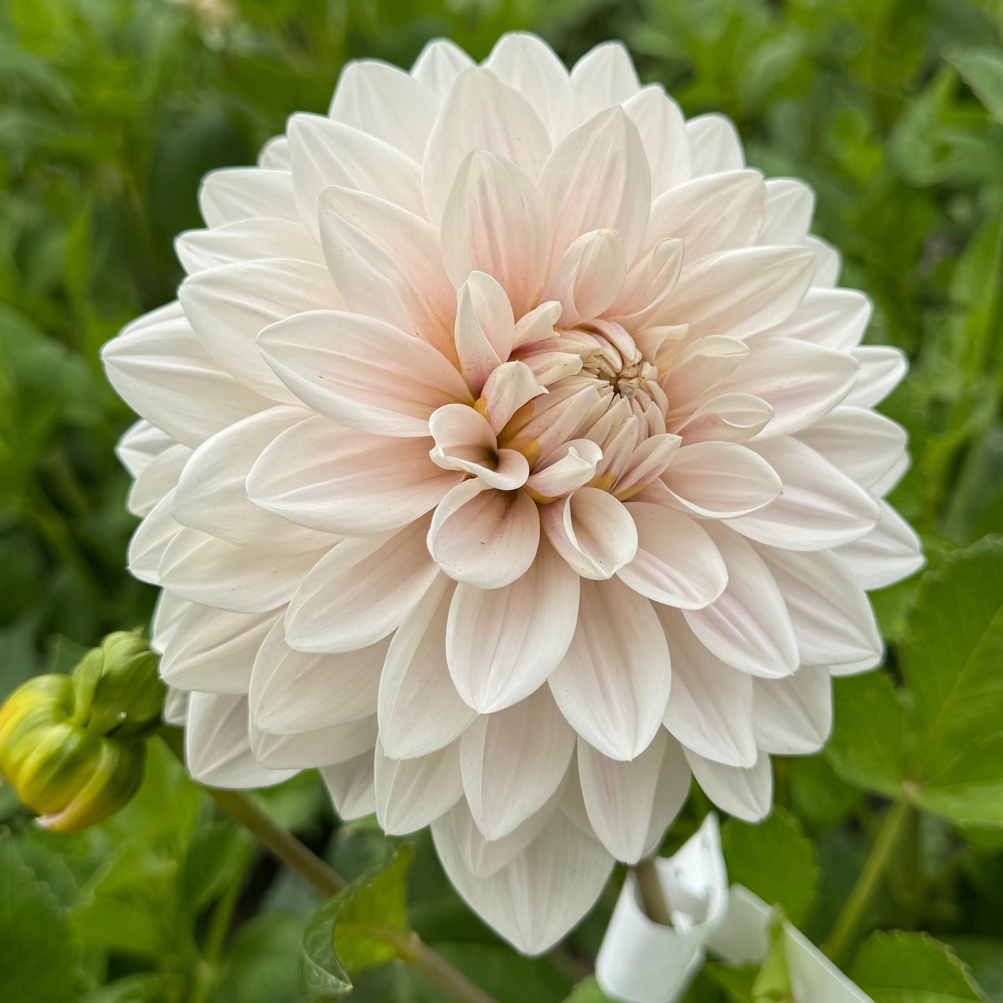 Dahlia Valente® Nyhet!