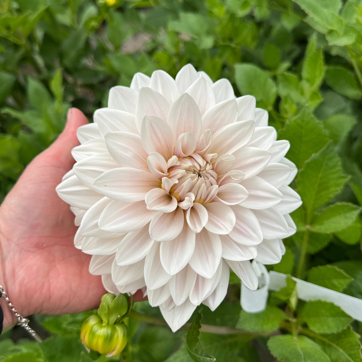 Dahlia Valente® Nyhet!