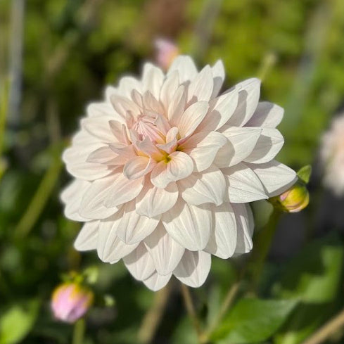 Dahlia Valente® Nyhet!