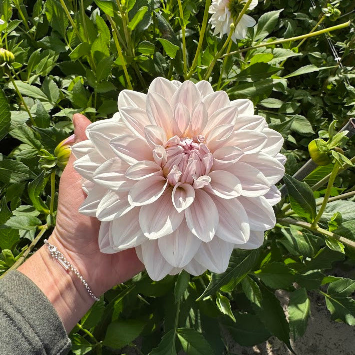 Dahlia Valente® Nyhet!