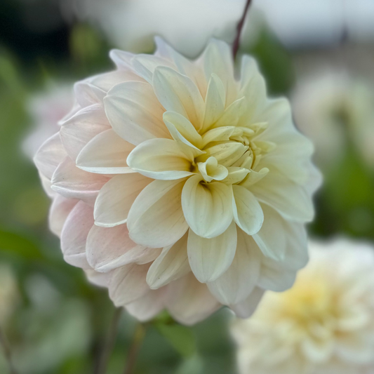 Dahlia White Cream