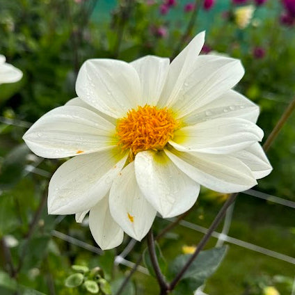 Dahlia White Emperor