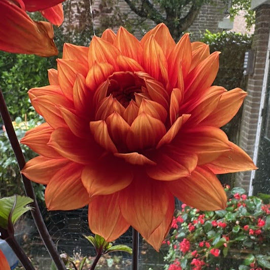 Dahlia Willeke Alberti Nyhet!