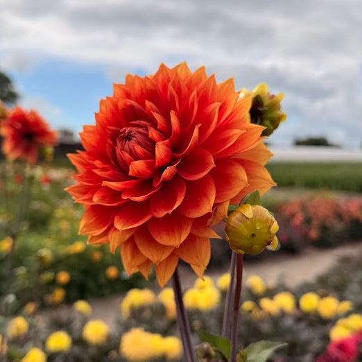 Dahlia Willeke Alberti Nyhet!