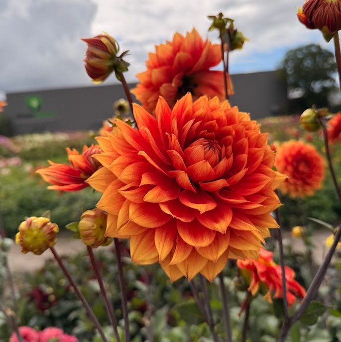 Dahlia Willeke Alberti Nyhet!