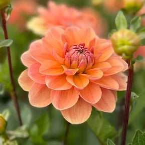Dahlia Yelno Harmony