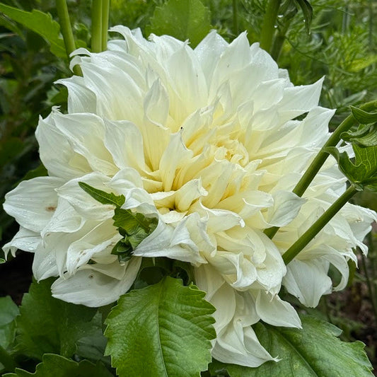 Dahlia Fleurel