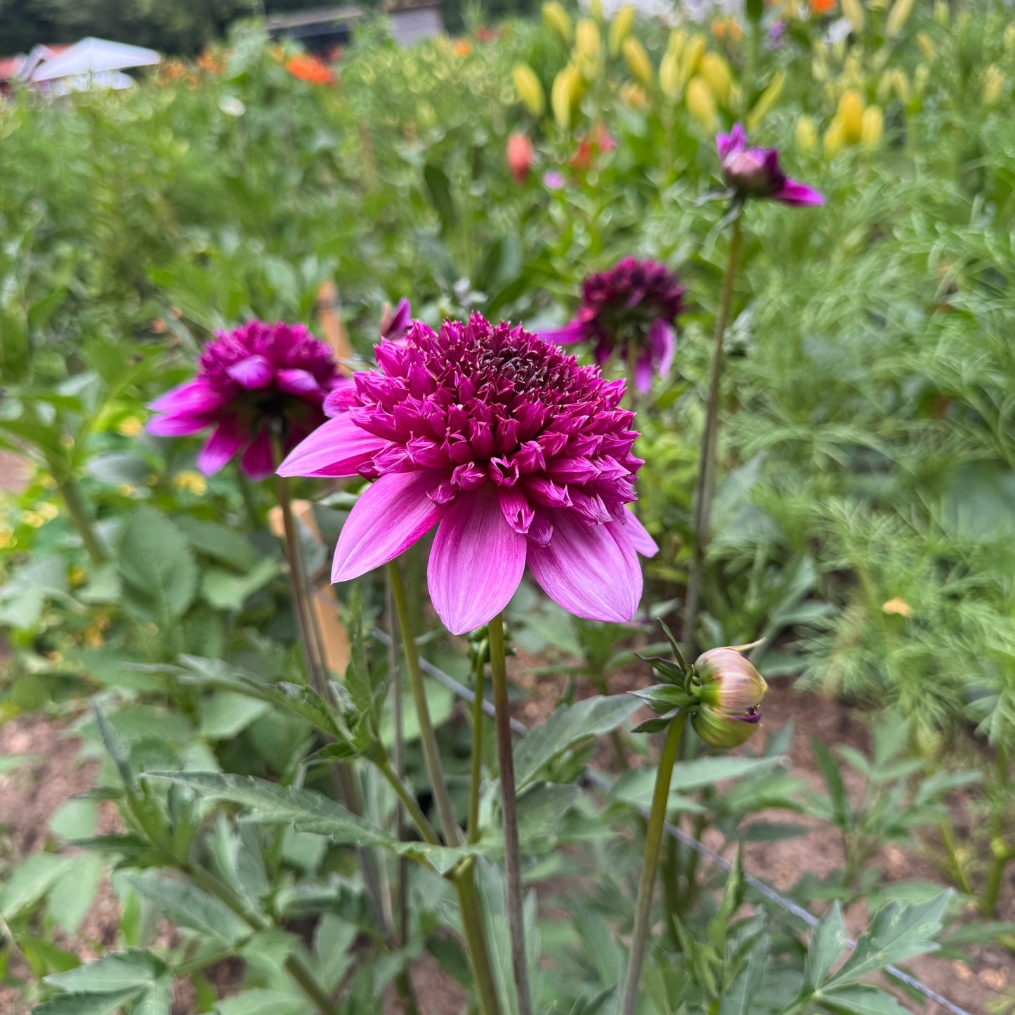 Dahlia Abigail
