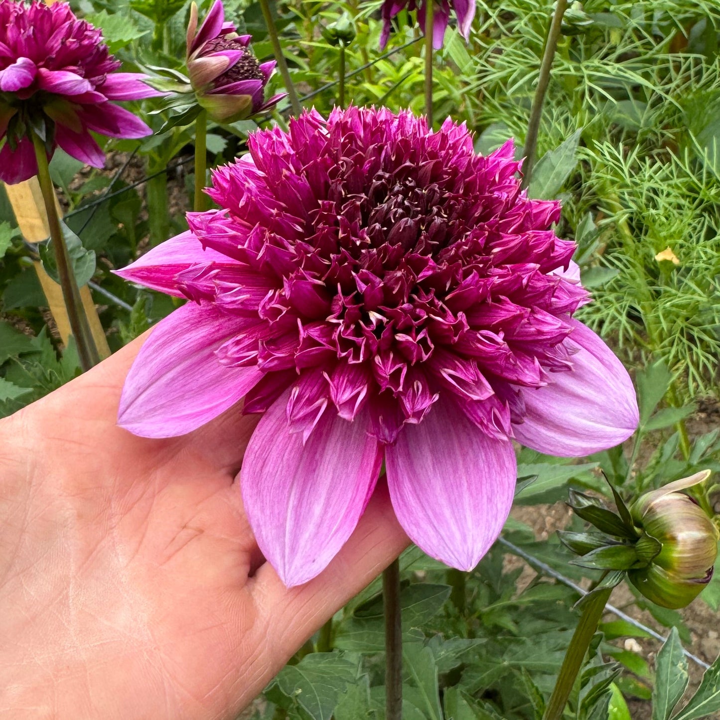 Dahlia Abigail