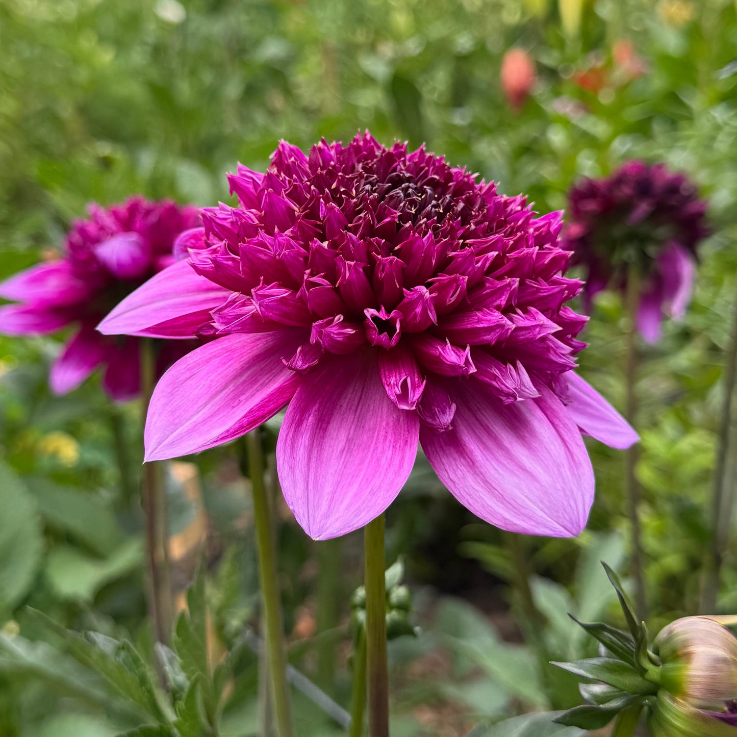 Dahlia Abigail