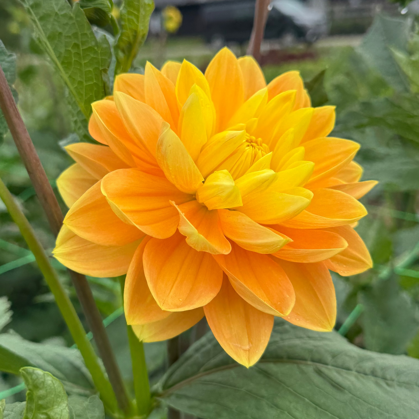 Dahlia Aladdin's Lamp
