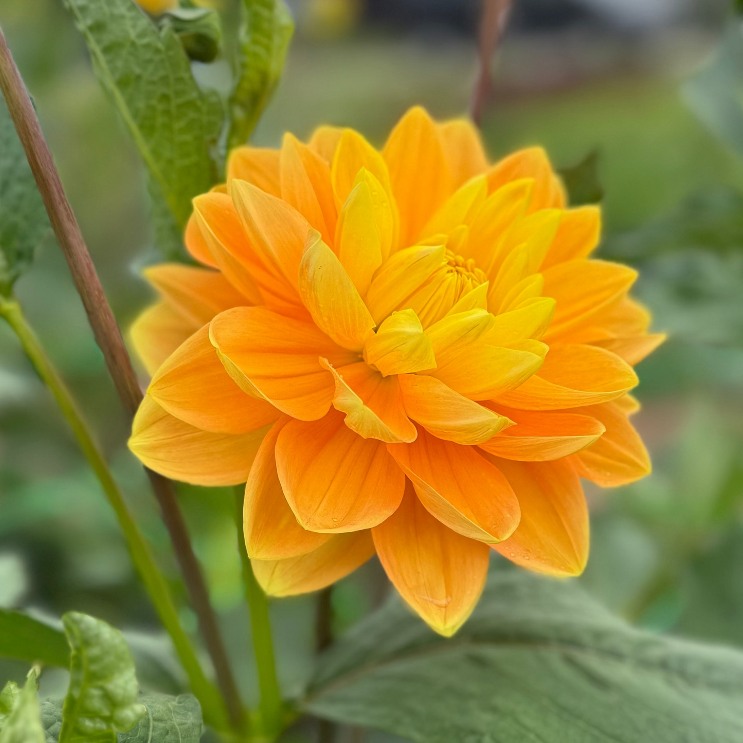 Dahlia Aladdin's Lamp
