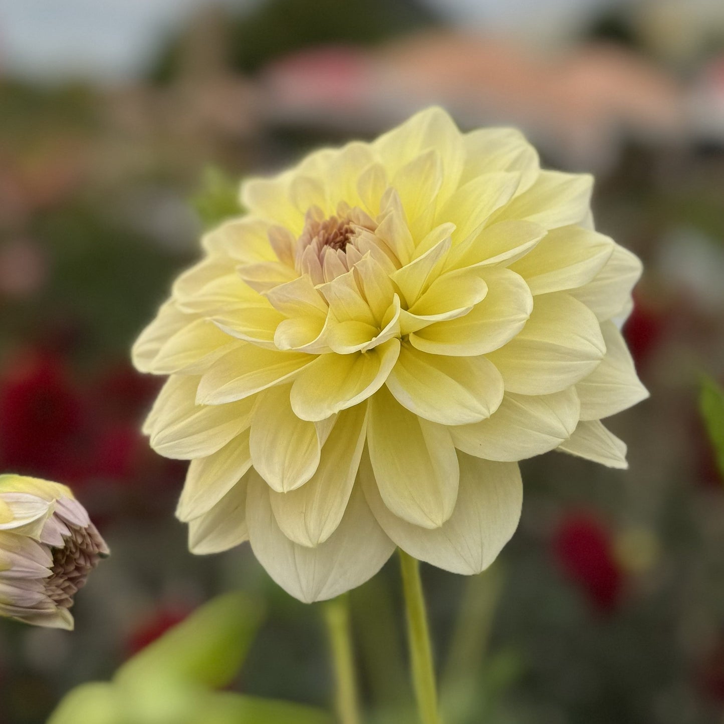 Dahlia Alloway Cottage