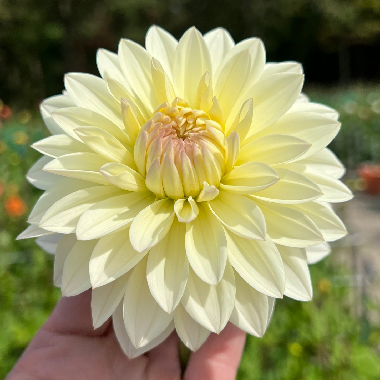 Dahlia Alloway Cottage