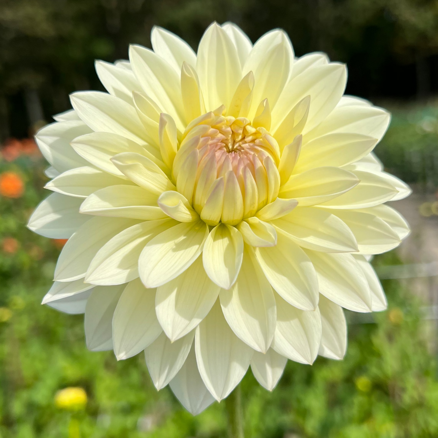 Dahlia Alloway Cottage