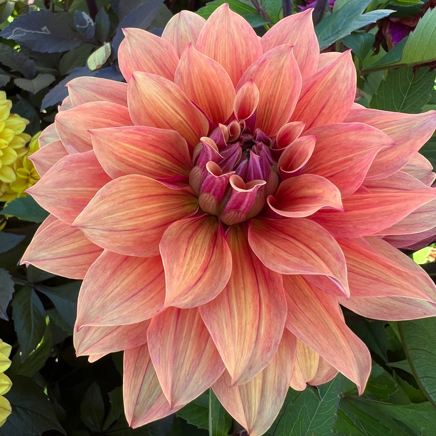 Dahlia Alvas Angels Barncancerfonden*