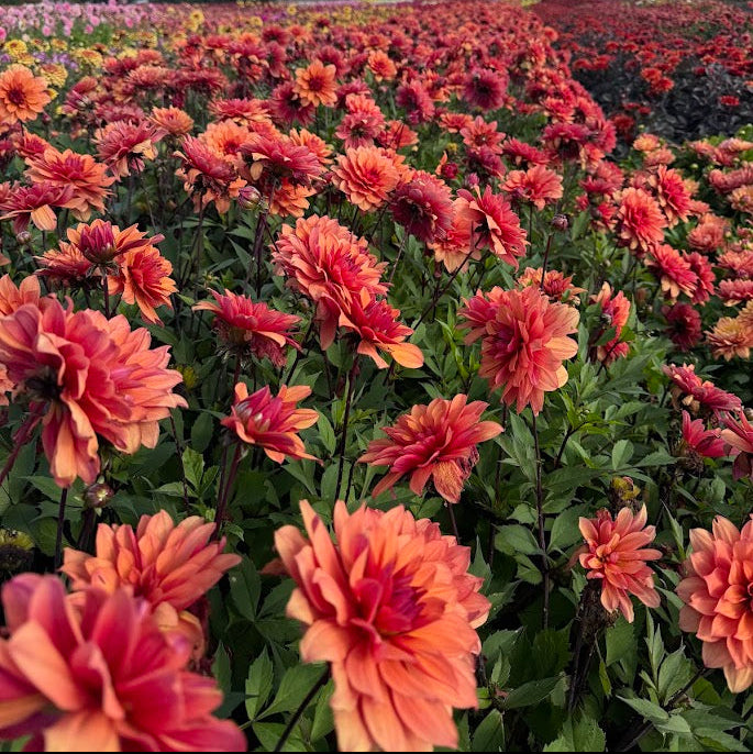 Dahlia Alvas Angels Barncancerfonden*