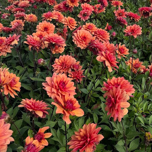 Dahlia Alvas Angels Barncancerfonden*