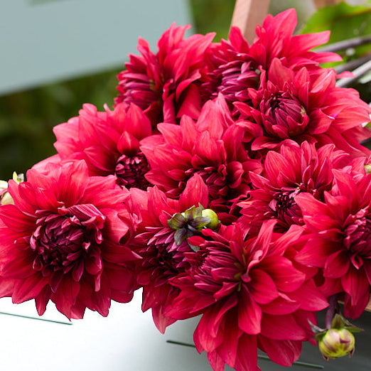 Dahlia Amarone