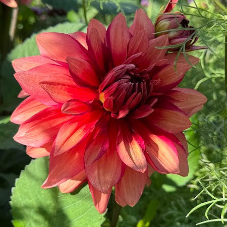 Dahlia Amarone