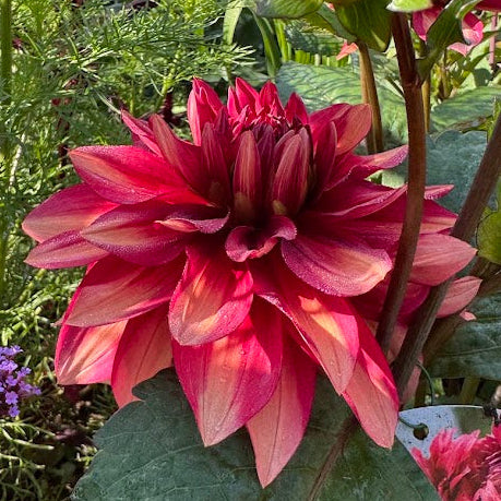 Dahlia Amarone