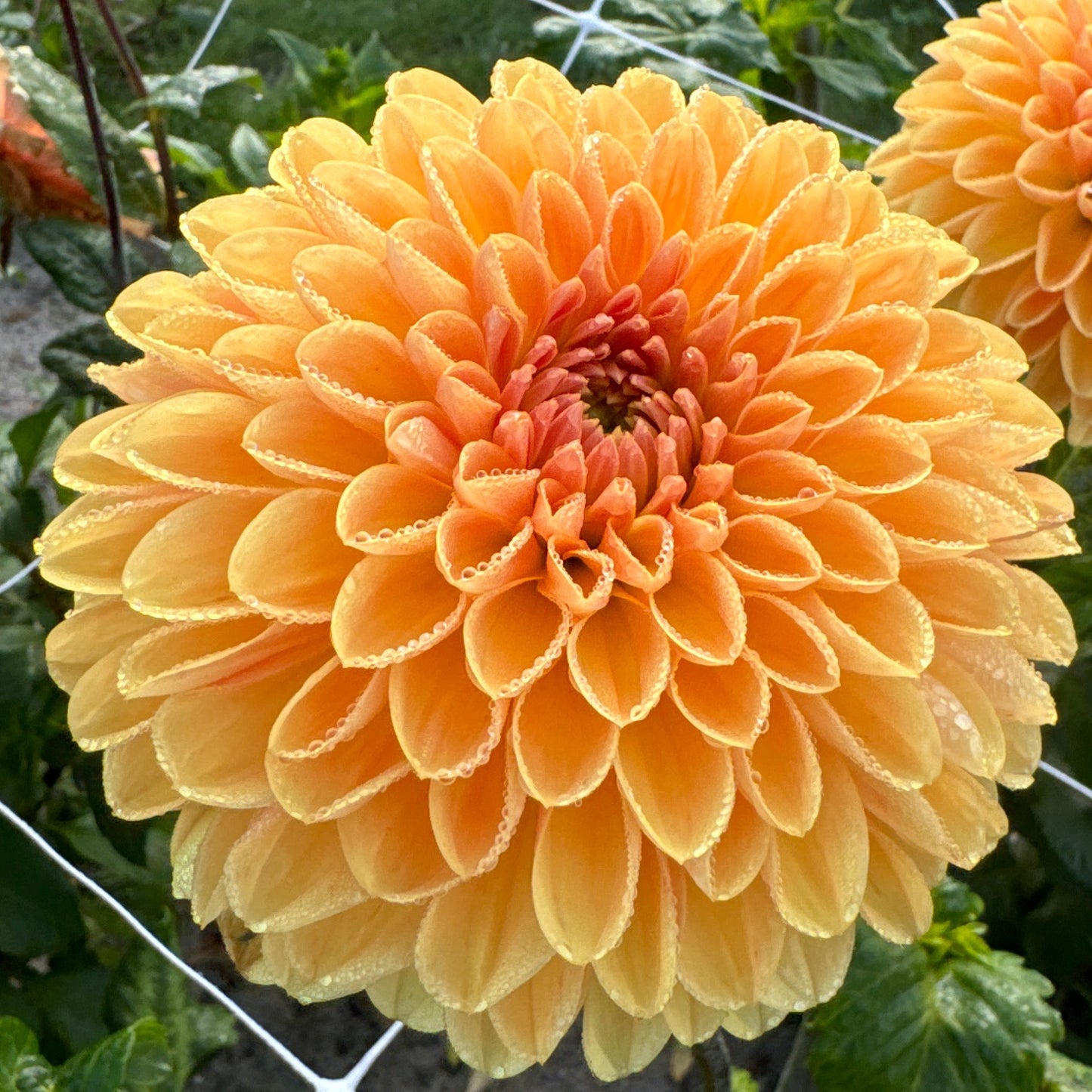 Dahlia Amber Crystal