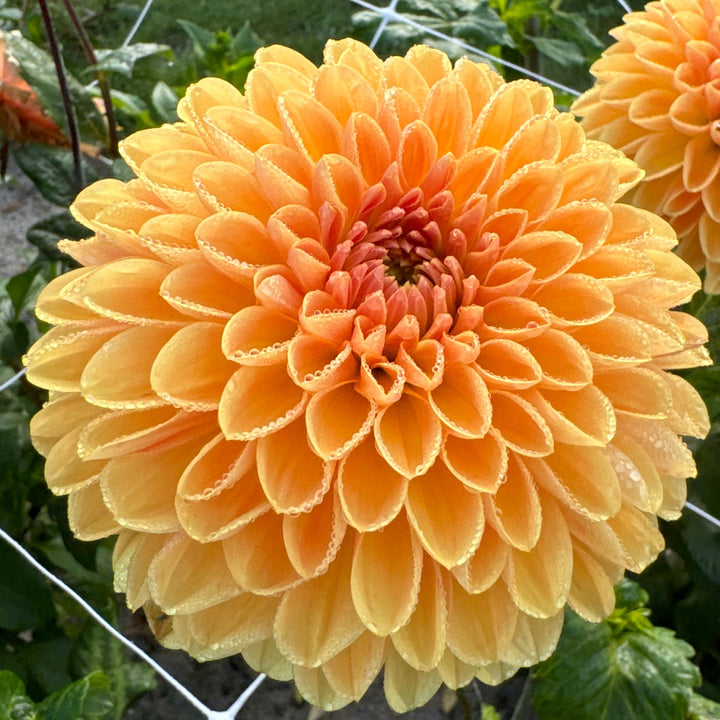 Dahlia Amber Crystal