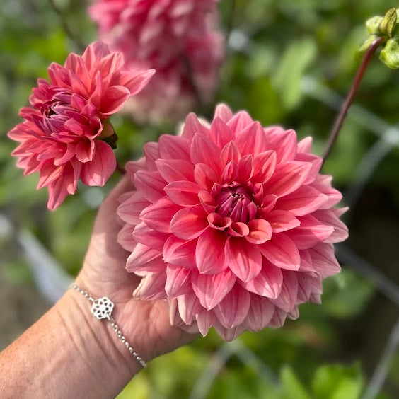 Dahlia Anne Claire