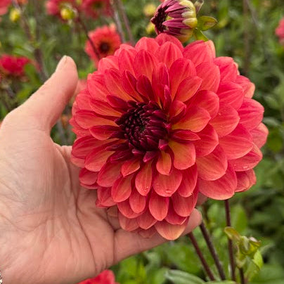 Dahlia Antibes