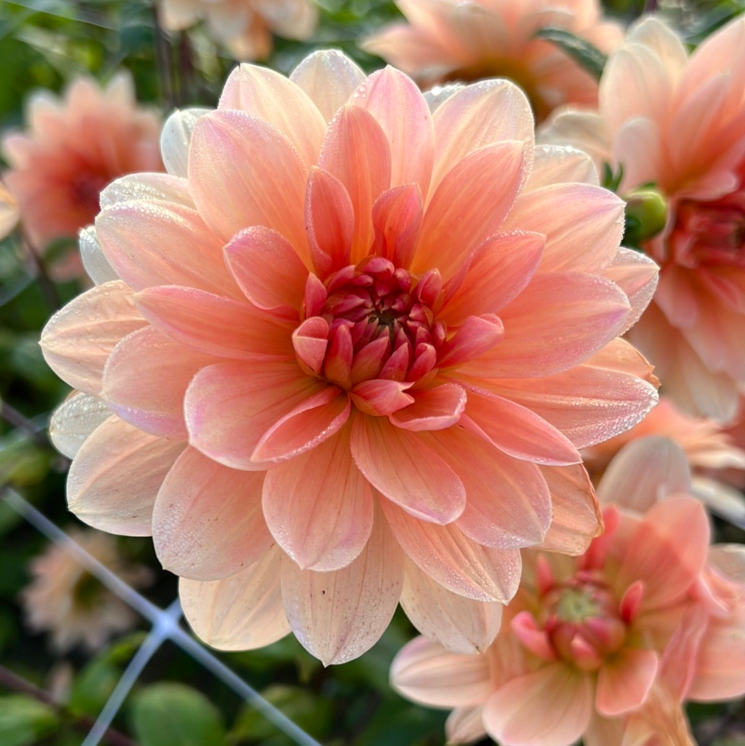 Dahlia Apricot Desirée