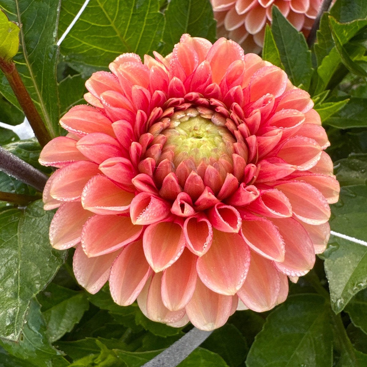 Dahlia Bazuin® Salmon Orange