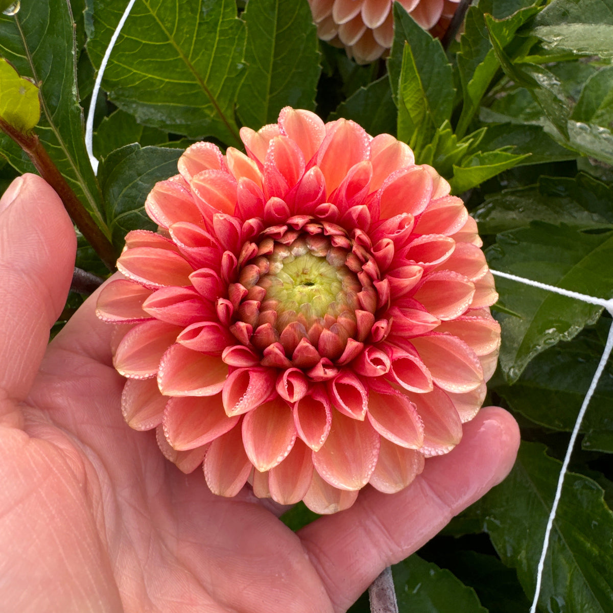 Dahlia Bazuin® Salmon Orange