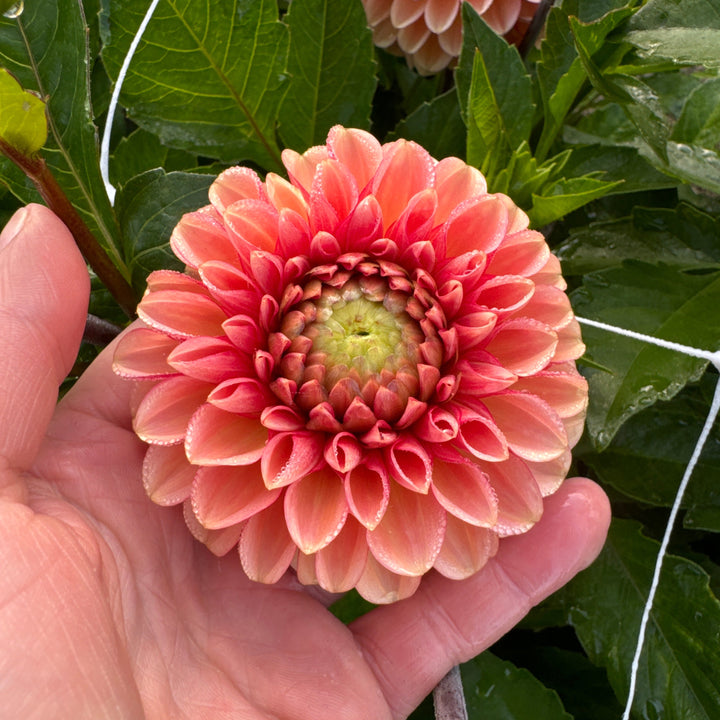 Dahlia Bazuin® Salmon Orange
