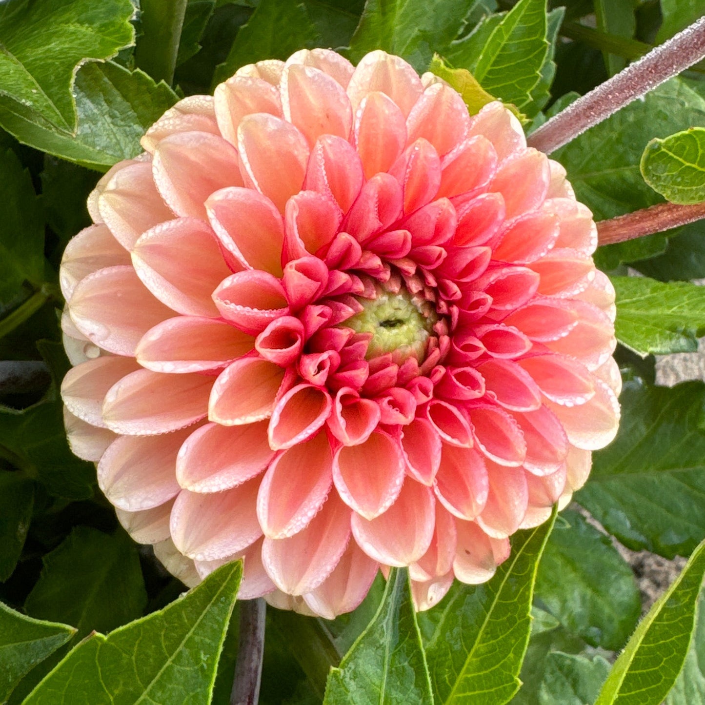 Dahlia Bazuin® Salmon Orange