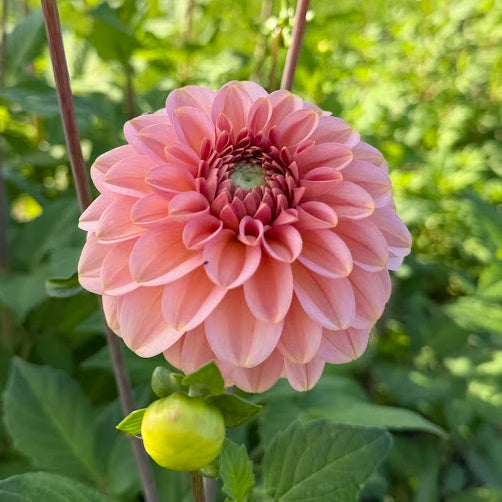 Dahlia Bazuin® Ymke Nyhet!