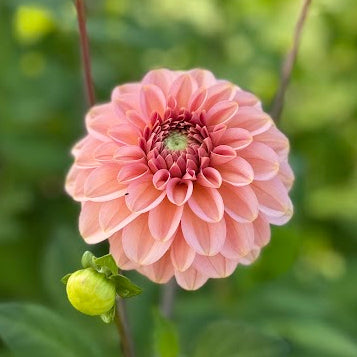 Dahlia Bazuin® Ymke Nyhet!
