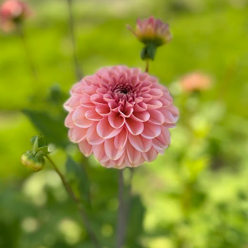 Dahlia Bazuin® Ymke Nyhet!