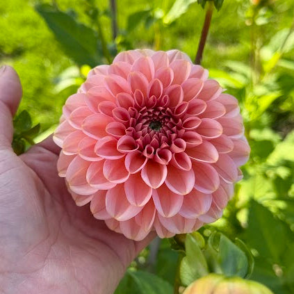 Dahlia Bazuin® Ymke Nyhet!