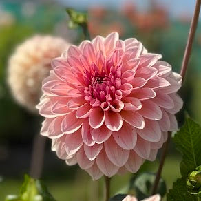 Dahlia Beauty Queen